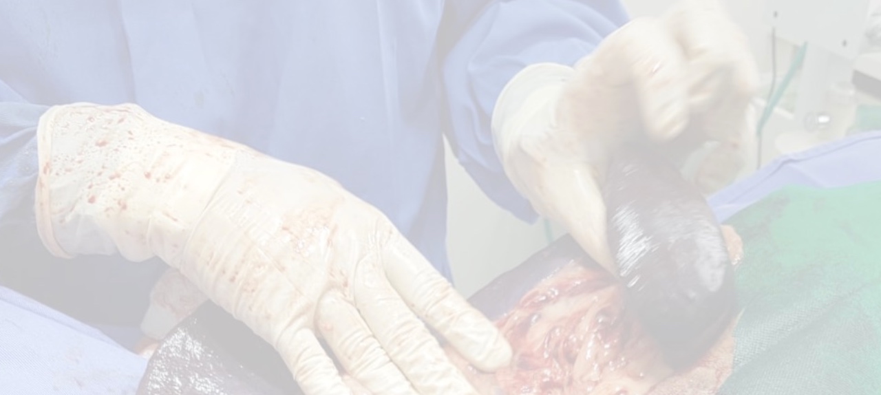 Anatomia Topográfica e Acessos Cirúrgicos da Cavidade Abdominal em Cães e Gatos