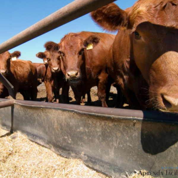 5 - Sistema de exigências nutricionais para bovinos de corte