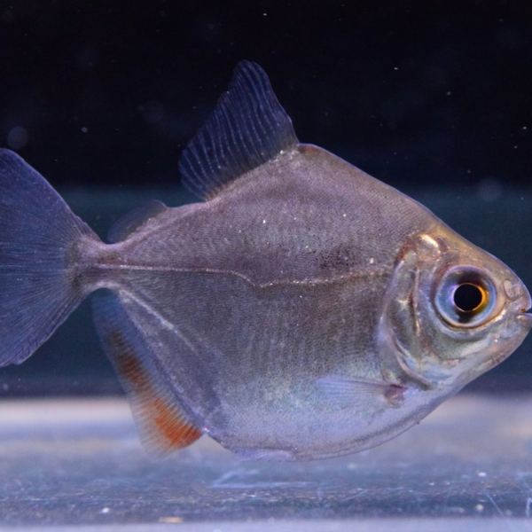 Técnicas em estudos taxonômicos de Peixes