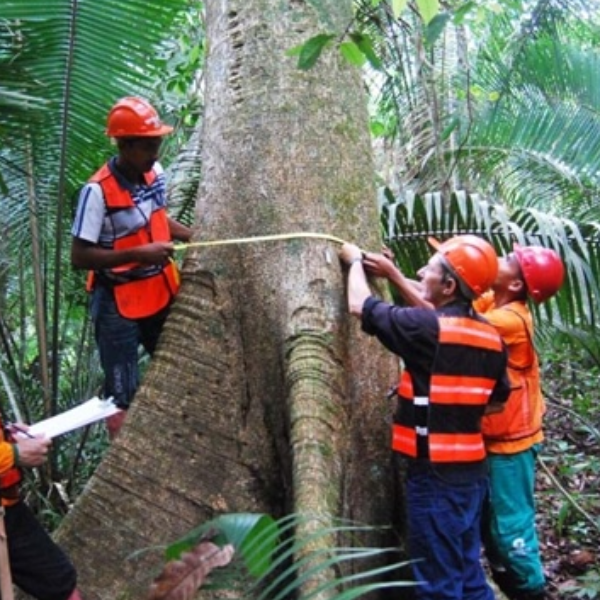 Monitoramento de florestas Tropicais: Instalação e Medição de Parcelas Permanentes